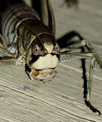 Pediodectes stevensonii