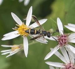 Parancistrocerus perennis