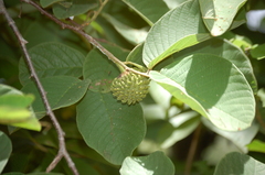 Annona holosericea