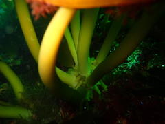 Laminaria pallida