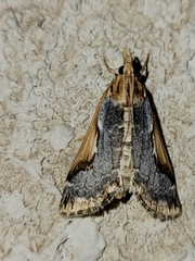 Loxostege albiceralis