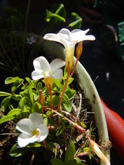 Oxalis minuta