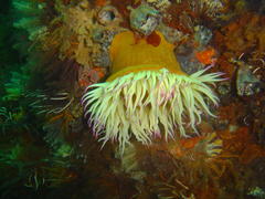 Pseudactinia flagellifera
