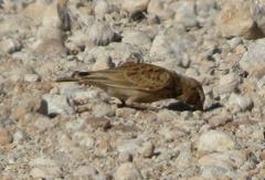 Spizocorys conirostris barlowi