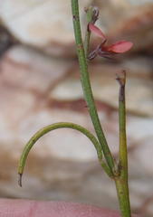 Indigofera leptocarpa