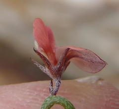 Indigofera leptocarpa