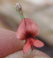 Indigofera leptocarpa
