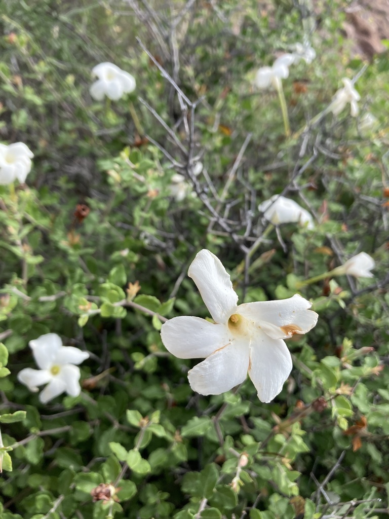 Mandevilla nacapulensis