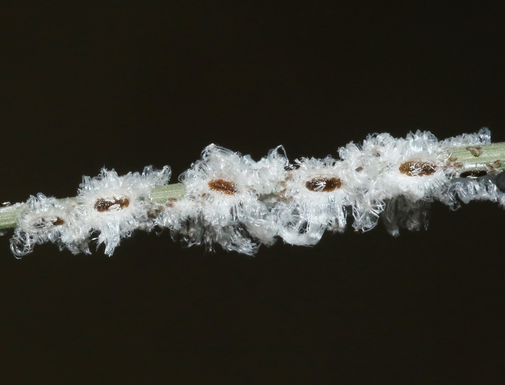 Aleurocybotus