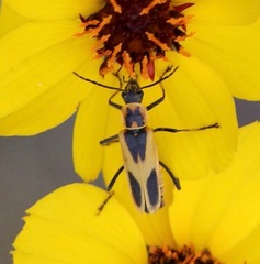 Chauliognathus scutellaris