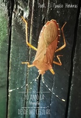 Anasa bellator