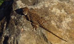 Agama aculeata distanti