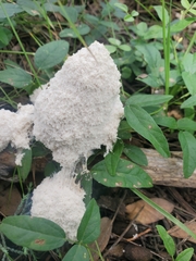 Fuligo septica candida