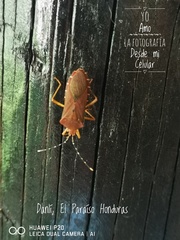 Anasa bellator