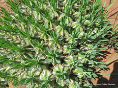 Anthacanthae