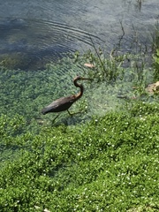 Egretta tricolor image