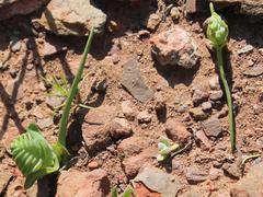 Lapeirousia pyramidalis pyramidalis