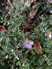 Brachyscome multifida