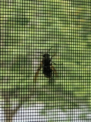 Dolichovespula maculata