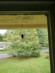 Dolichovespula maculata