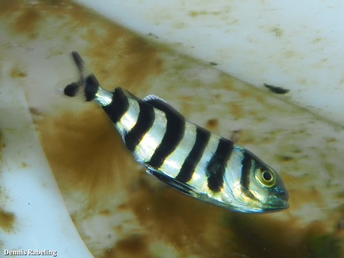 photo of Pilotfish (Naucrates ductor)
