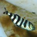 photo of Pilotfish (Naucrates ductor)