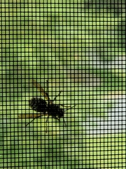 Dolichovespula maculata