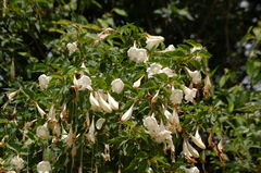 Gentianales