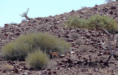 Raphicerus campestris steinhardti