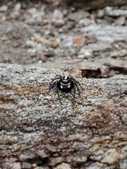 Leptofreya