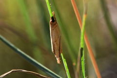 Xanthocrambus caducellus