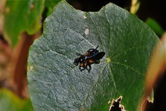 Laphria rufifemorata