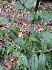 Prostanthera lasianthos
