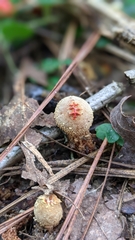 Calostoma ravenelii ravenelii