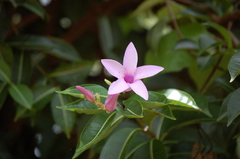 Cryptostegia madagascariensis