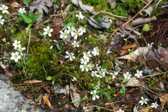 Mononeuria glabra
