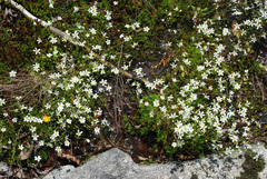 Mononeuria glabra
