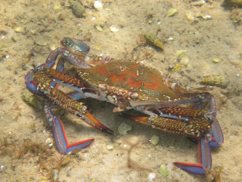 Portunus segnis