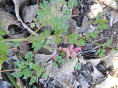 Fumaria muralis muralis