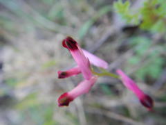 Fumaria muralis muralis