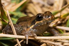 Leptodactylus podicipinus