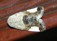 Acontia margaritata