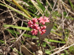 Nemesia floribunda