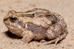 Physalaemus santafecinus