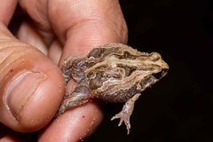 Physalaemus santafecinus