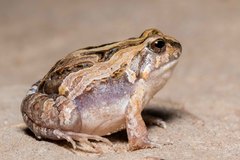 Physalaemus santafecinus