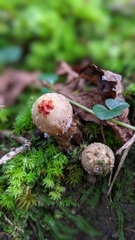 Calostoma ravenelii ravenelii