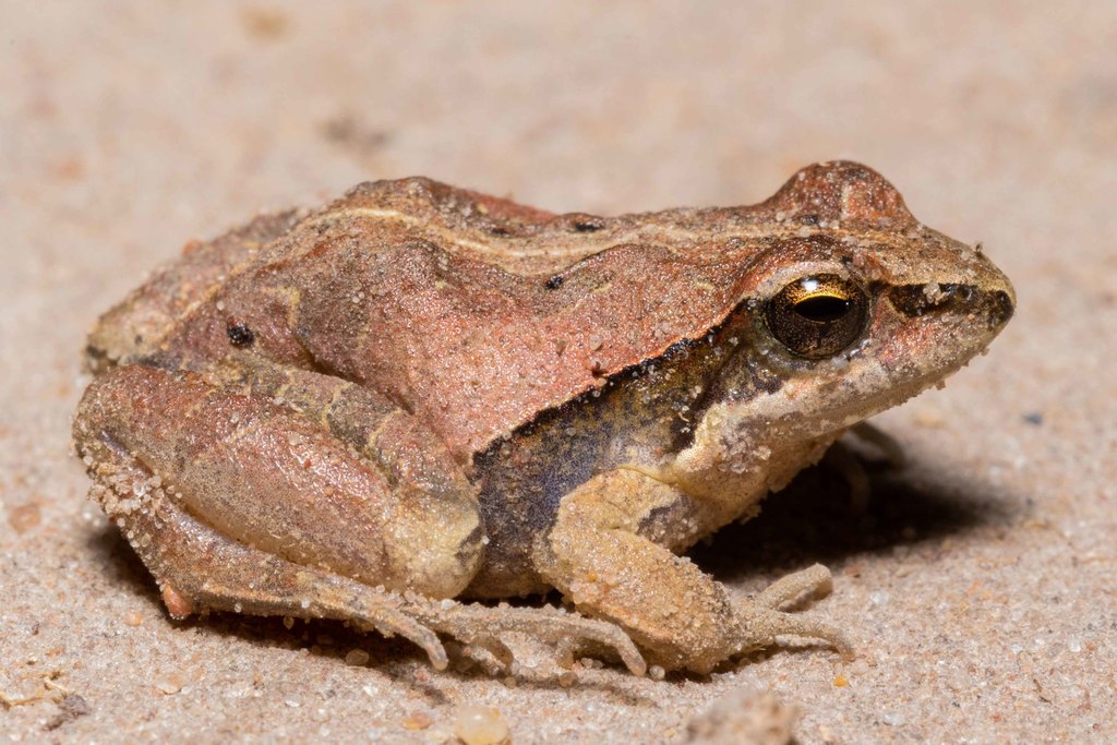 Menwig Frog