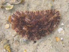 Dendrodoris krusensternii