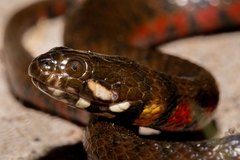 Helicops leopardinus